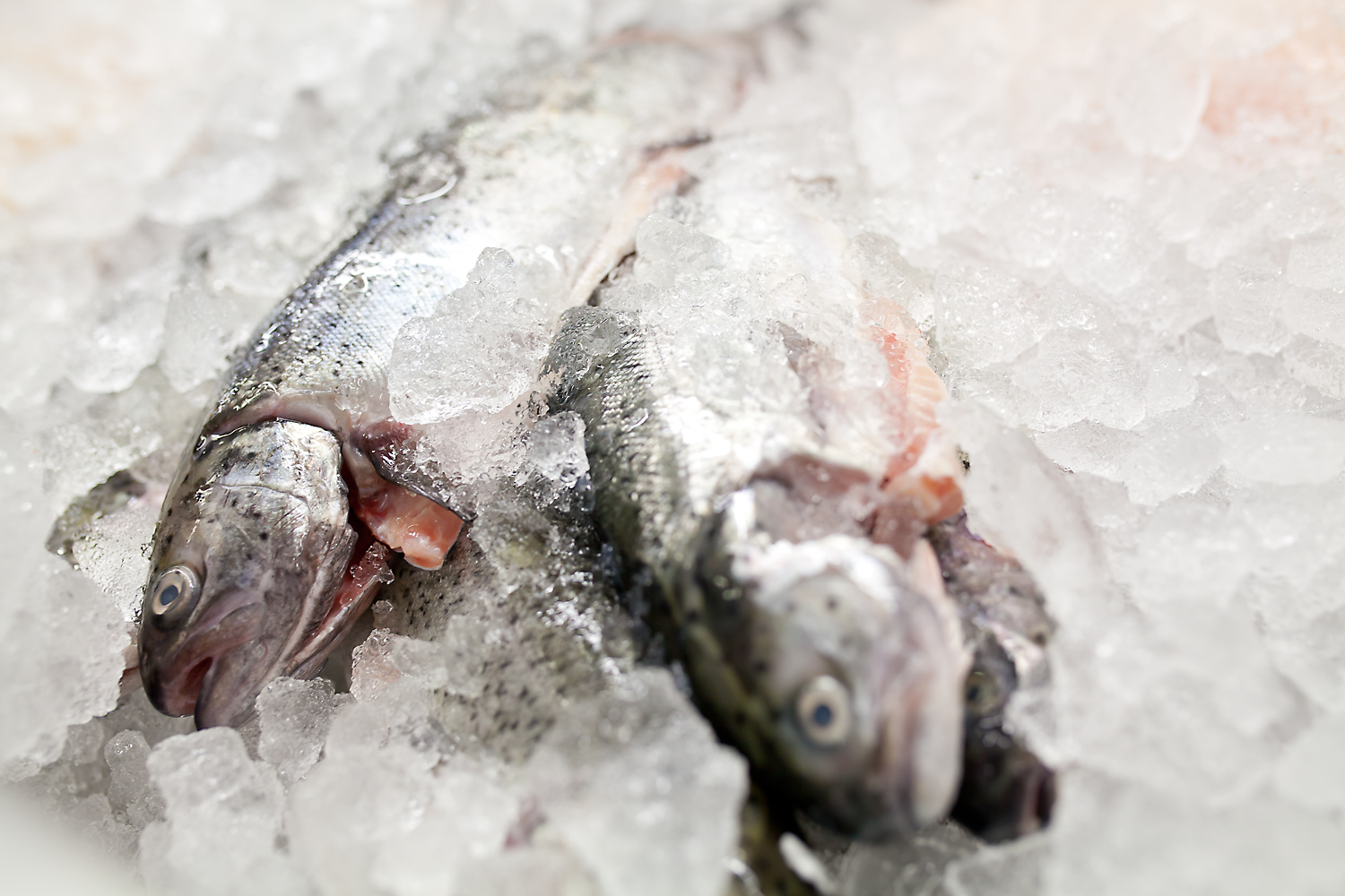 Zwei ganze Fische auf Eis